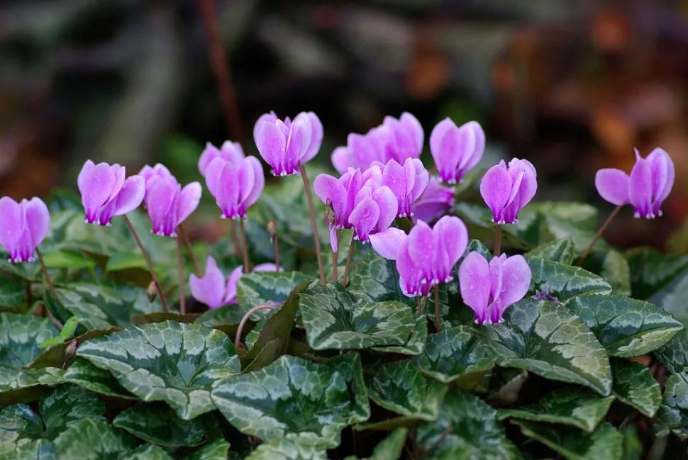 Cyclamen hederifolium violet