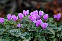 Cyclamen hederifolium violeta
