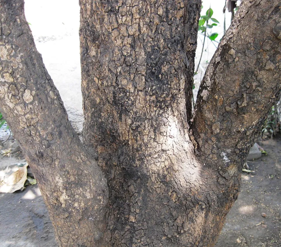 Tronco di Dimocarpus longan