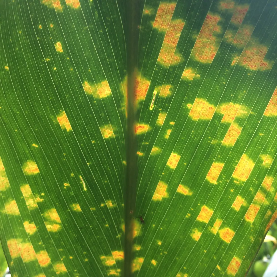 Leafhopper bites on leaf