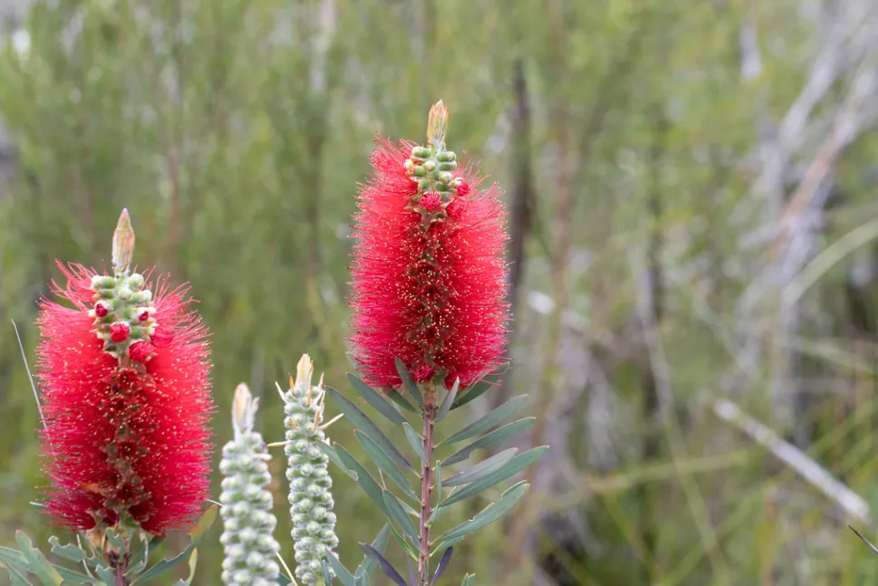 Rode bloemen Melaleuca glauca