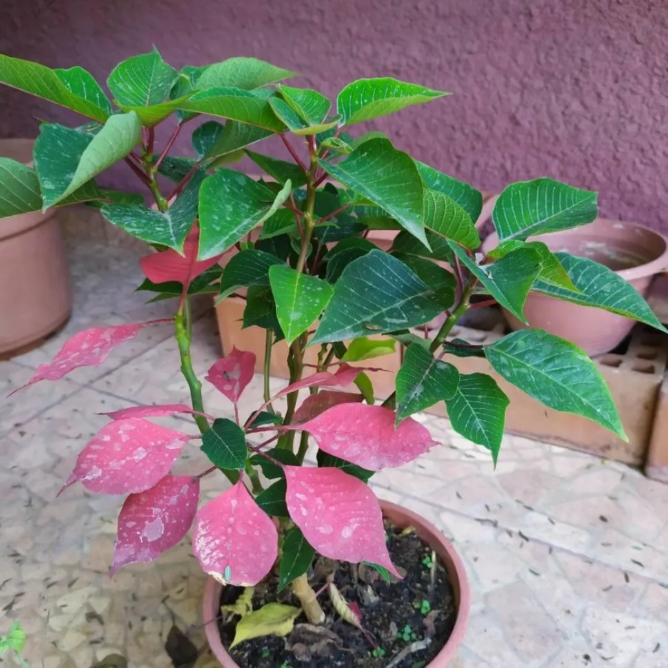 Hojas verdes con brácteas rojas Estrella de Navidad (Euphorbia pulcherrima)