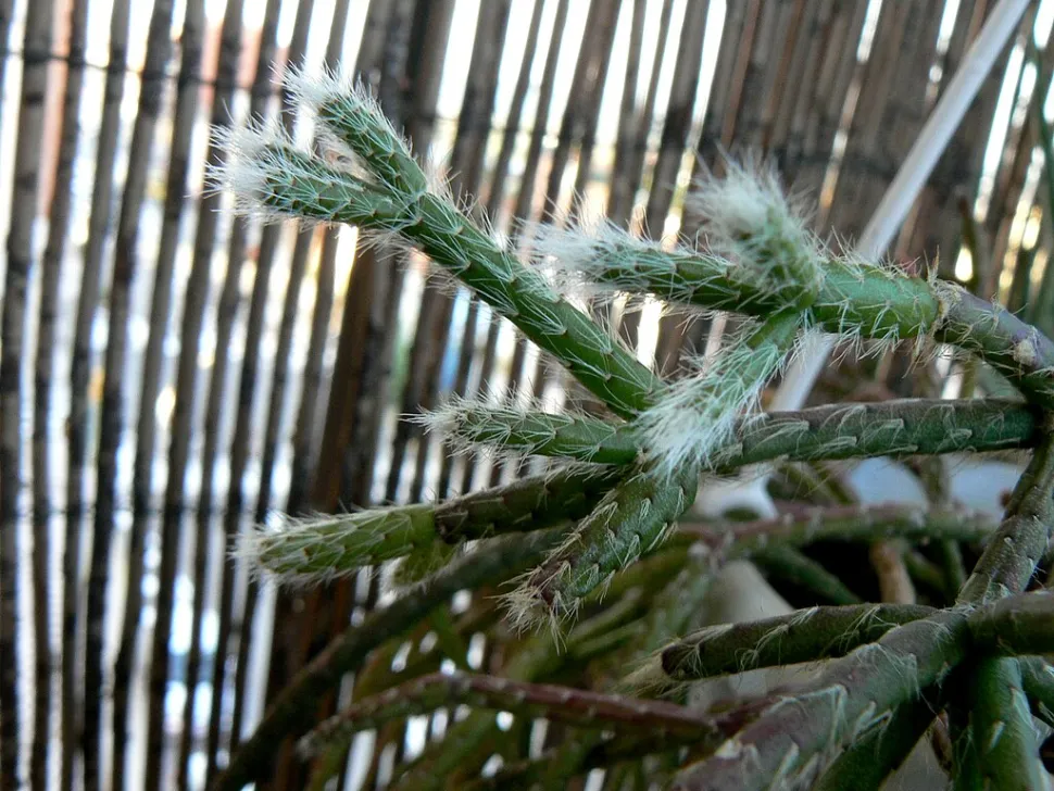 Segmentierte, behaarte Stängel Rhipsalis pilocarpa