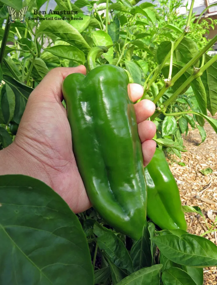 Pepe verde Capsicum annuum