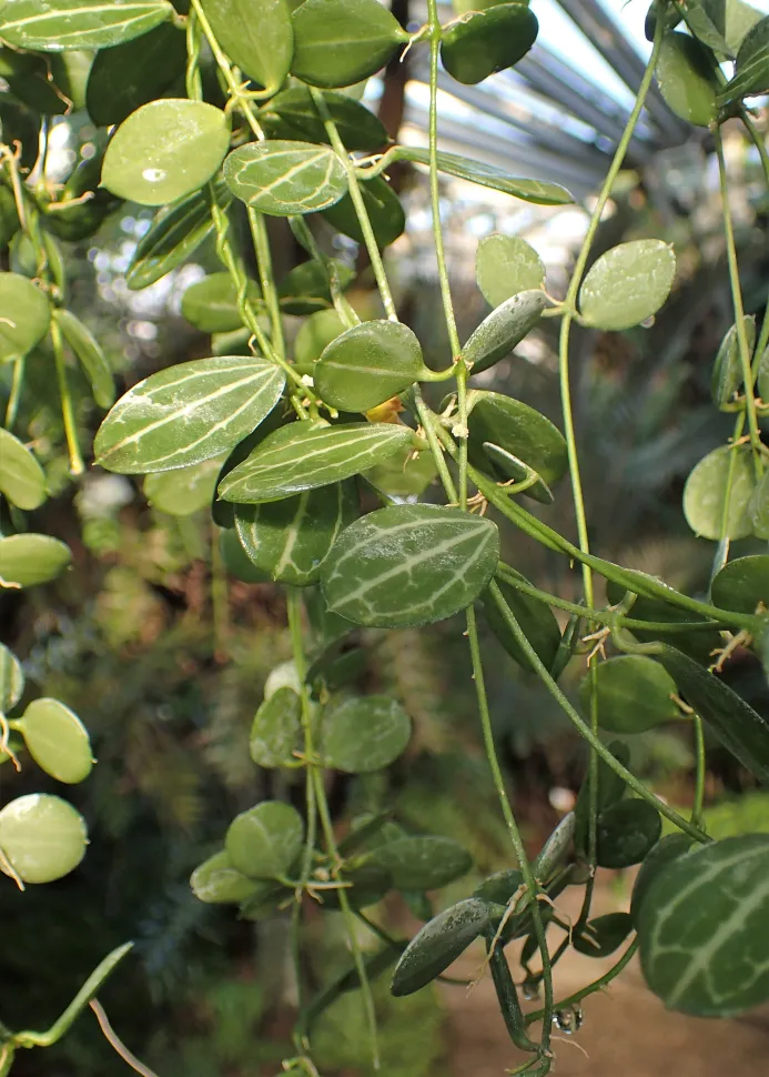 Liana Dischidia ovata