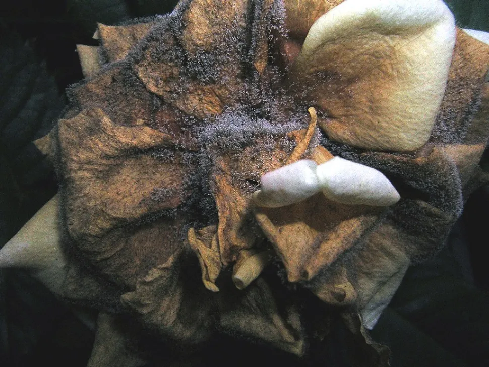 Grey rot on a rose