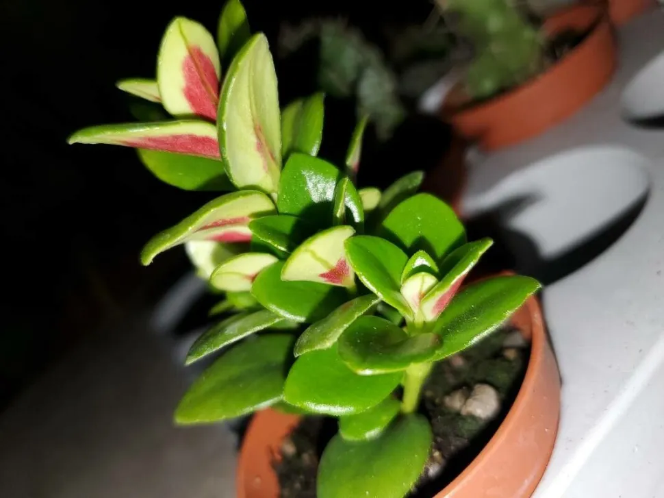 Lilla bagsideblade Nematnathus 'Après