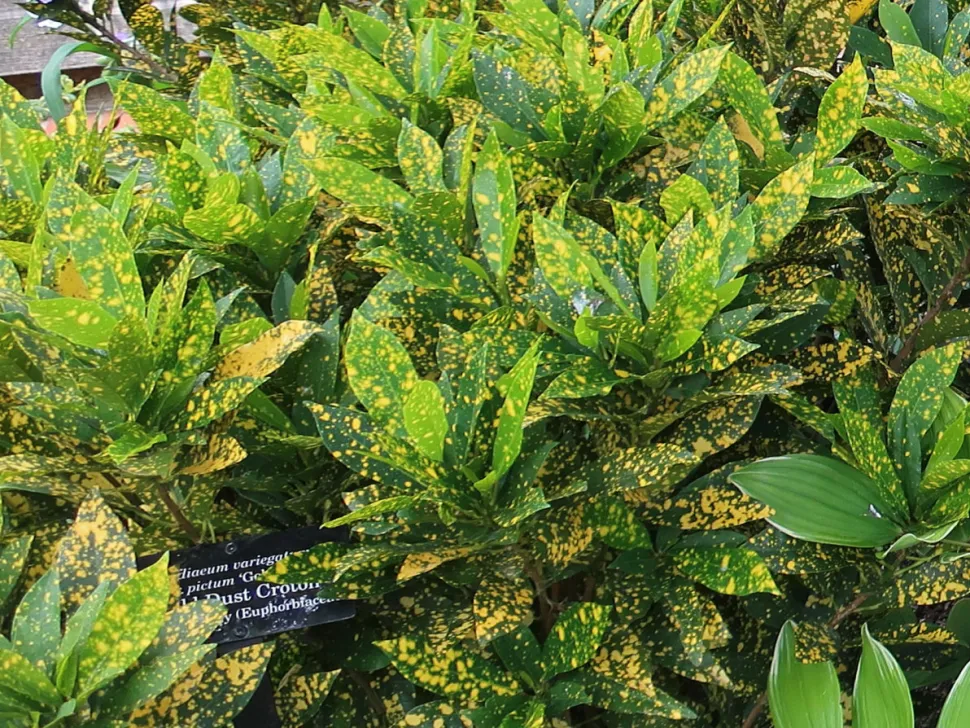 Croton Gold Dust buschig