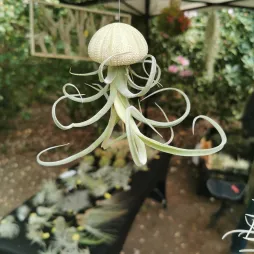 Chica en el aire en un esqueleto de erizo de mar