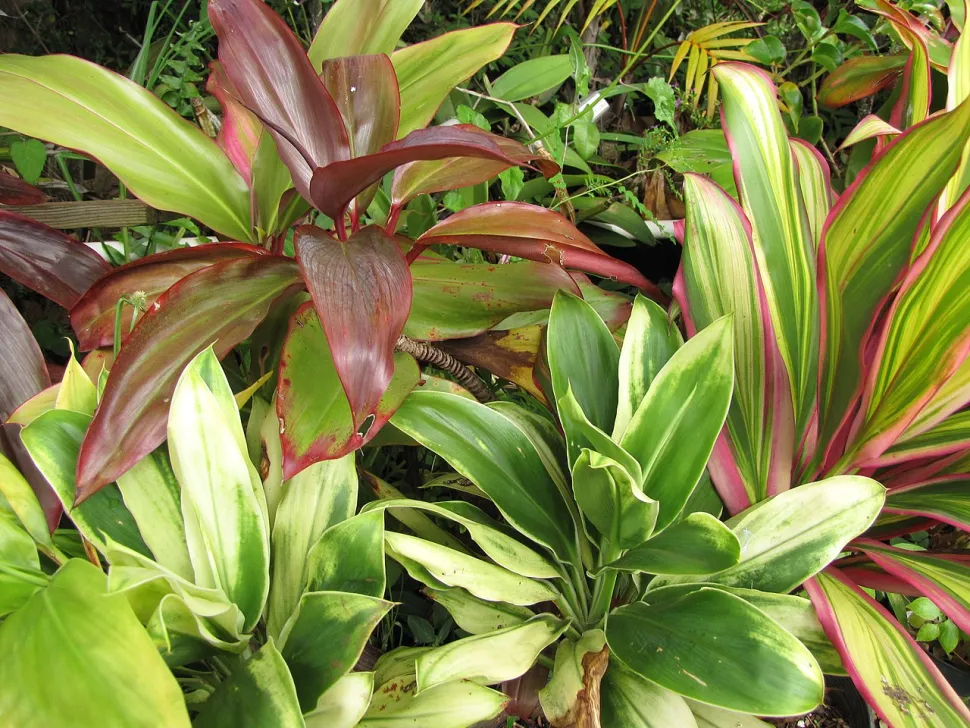 Diversas variedades de Cordyline fruticosa