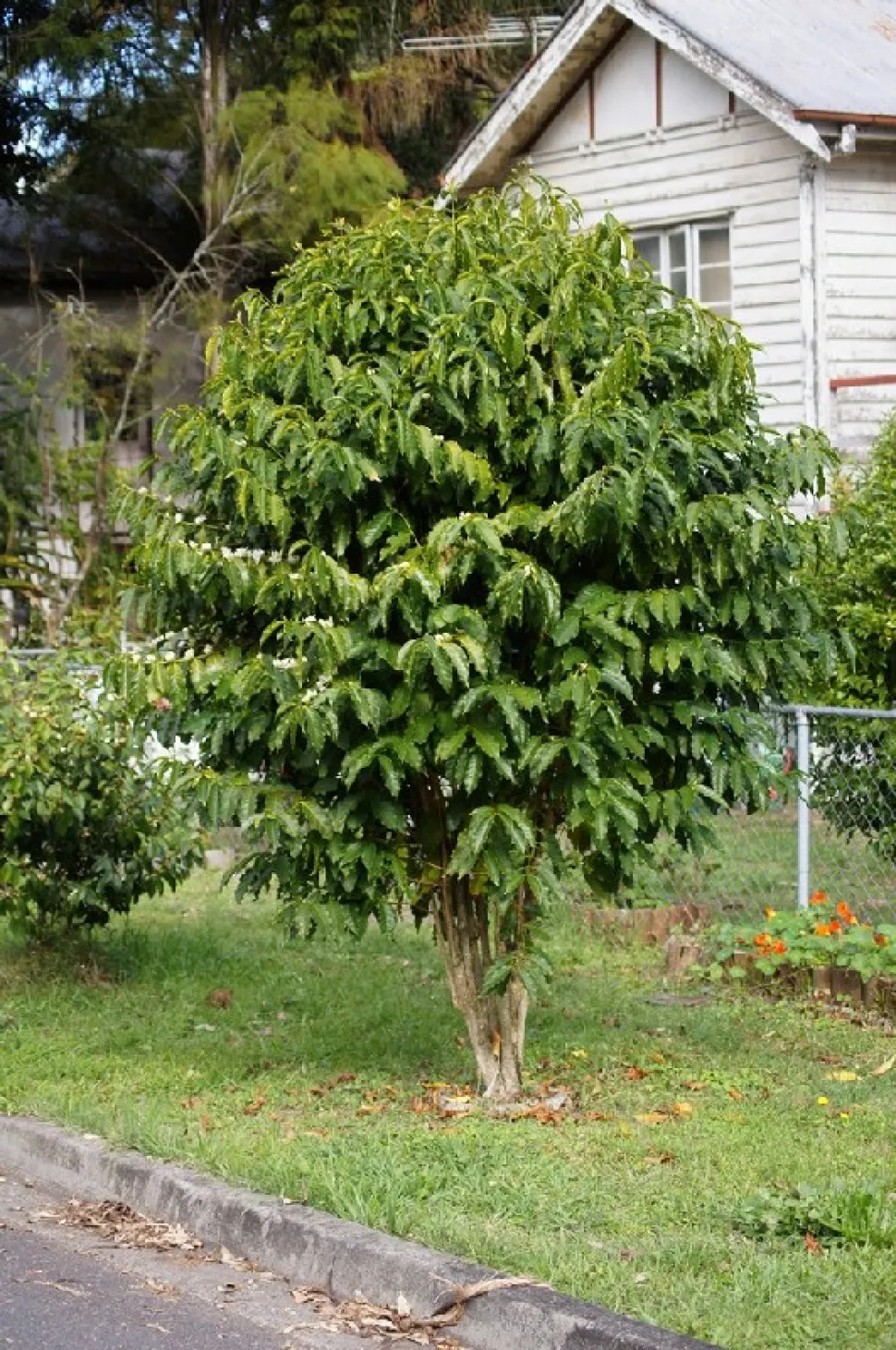 Albero di caffè nel terreno
