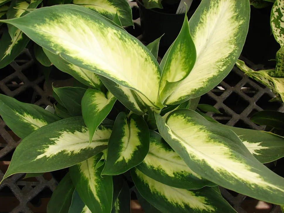 Fogliame variegato Dieffenbachia Camilla