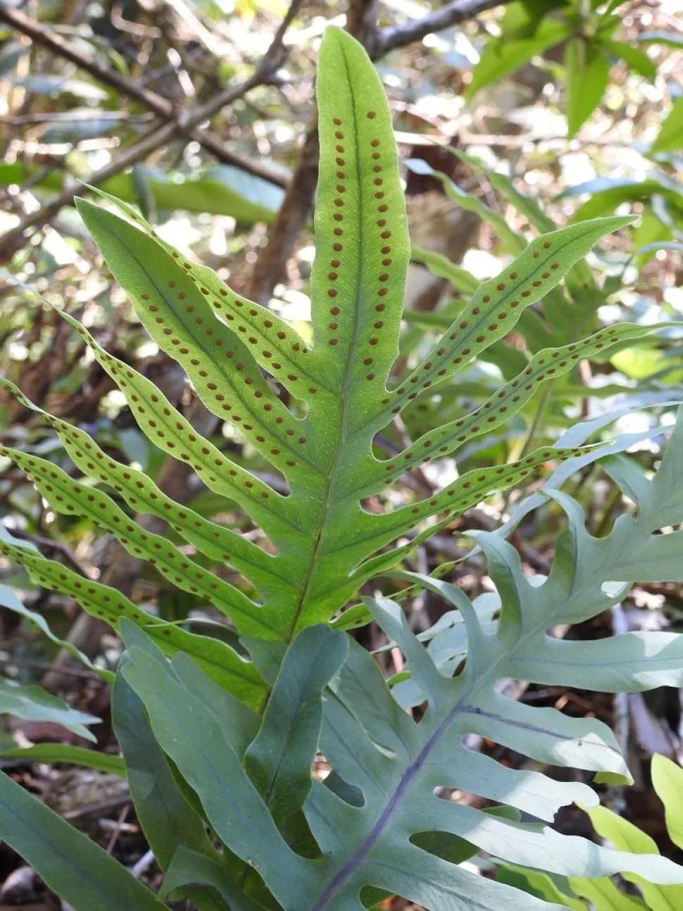 Sorben von Phlebodium pseudoaureum