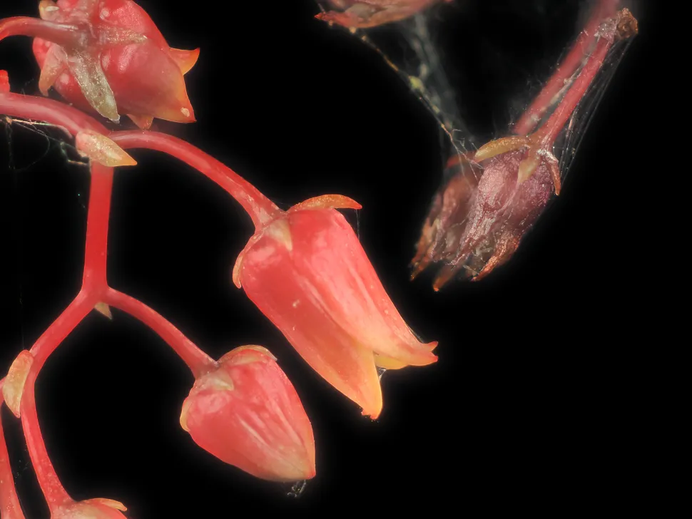 Rød blomsterfedtplante Echeveria agavoides