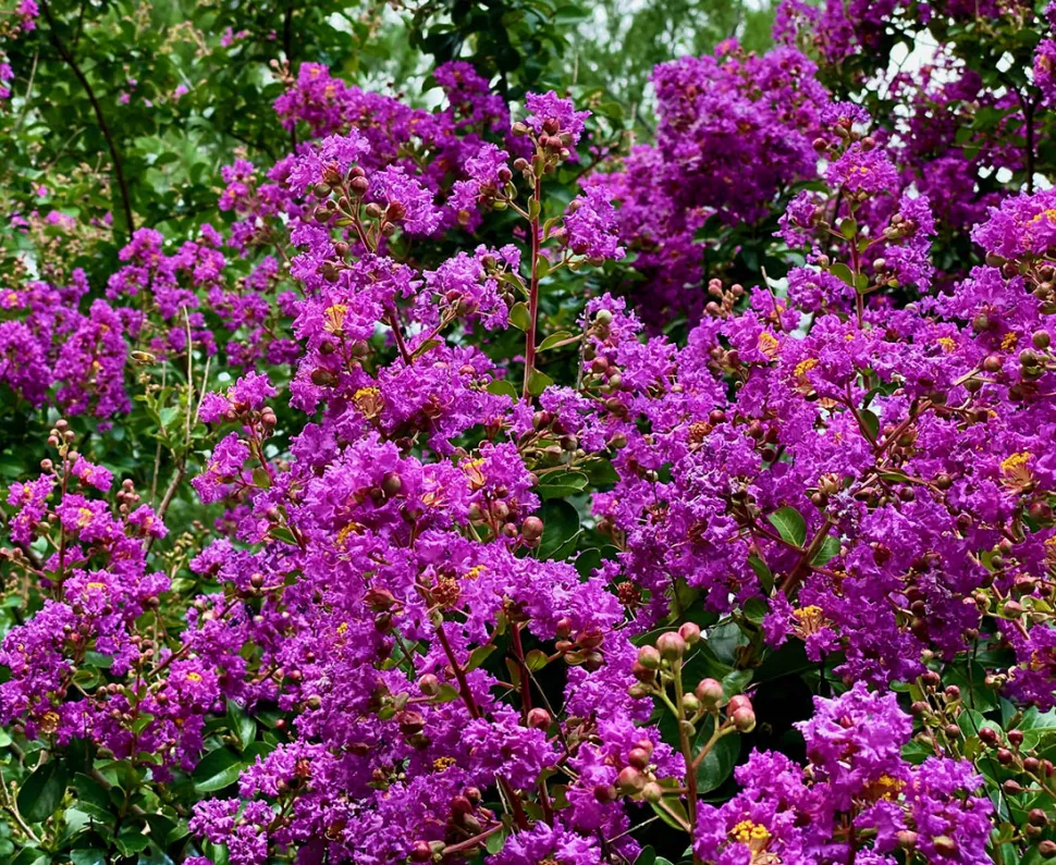 Lilás-das-Índias roxo