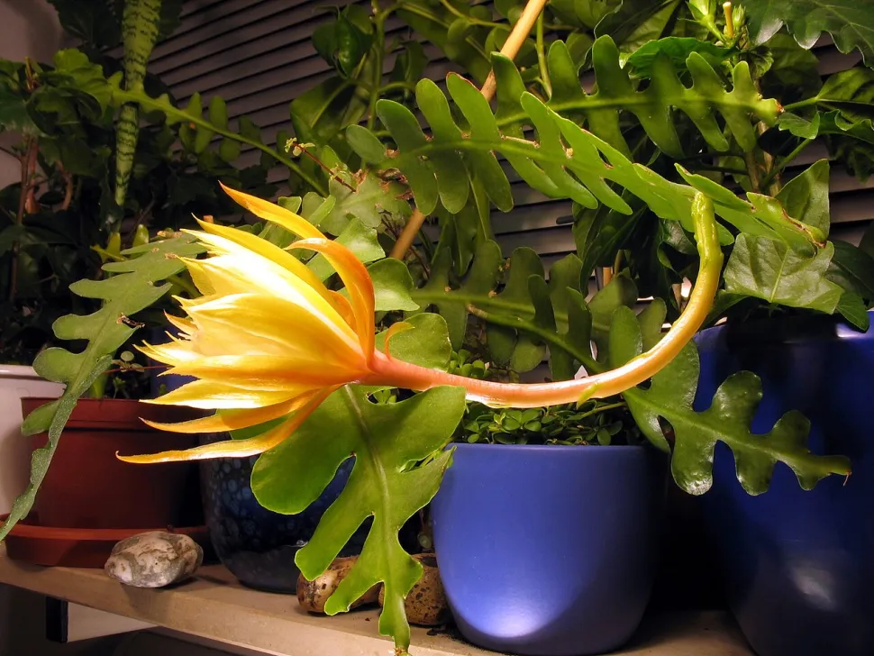 Blüte von Disocactus anguliger