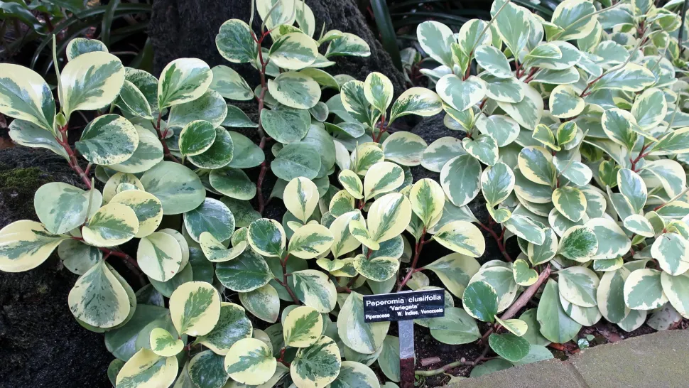 Peperomia clusiifolia grün und weiß