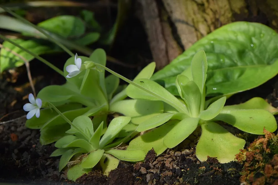 Pinguicula agnata en flor