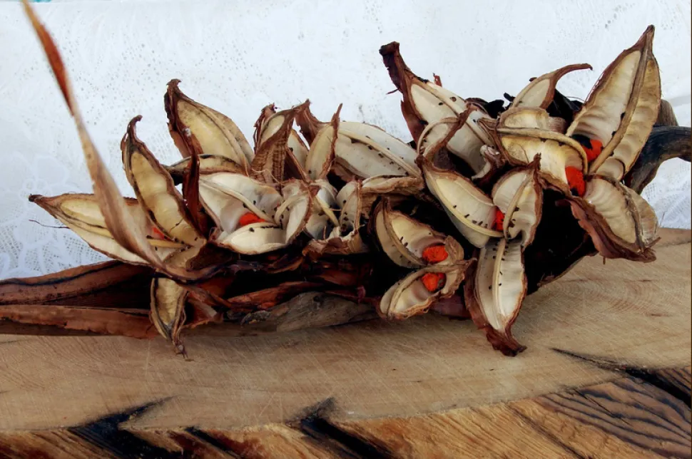 Strelitzia nicolai seeds