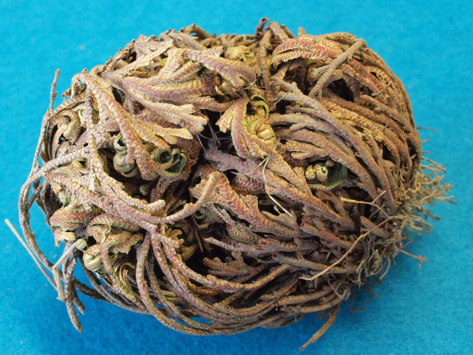 Rosa di Gerico essiccata