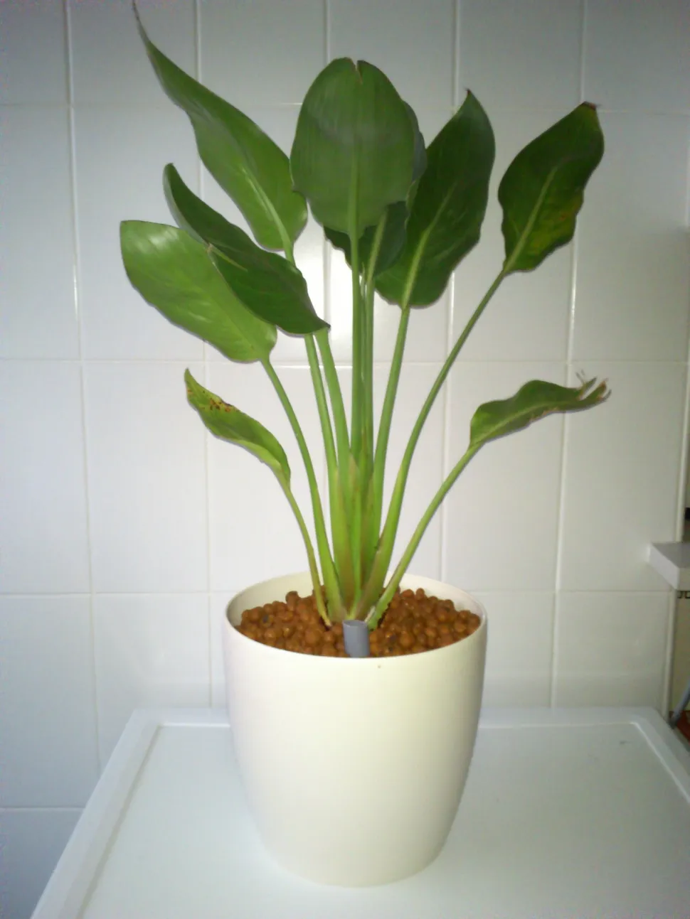 Strelitzia reginae im Topf