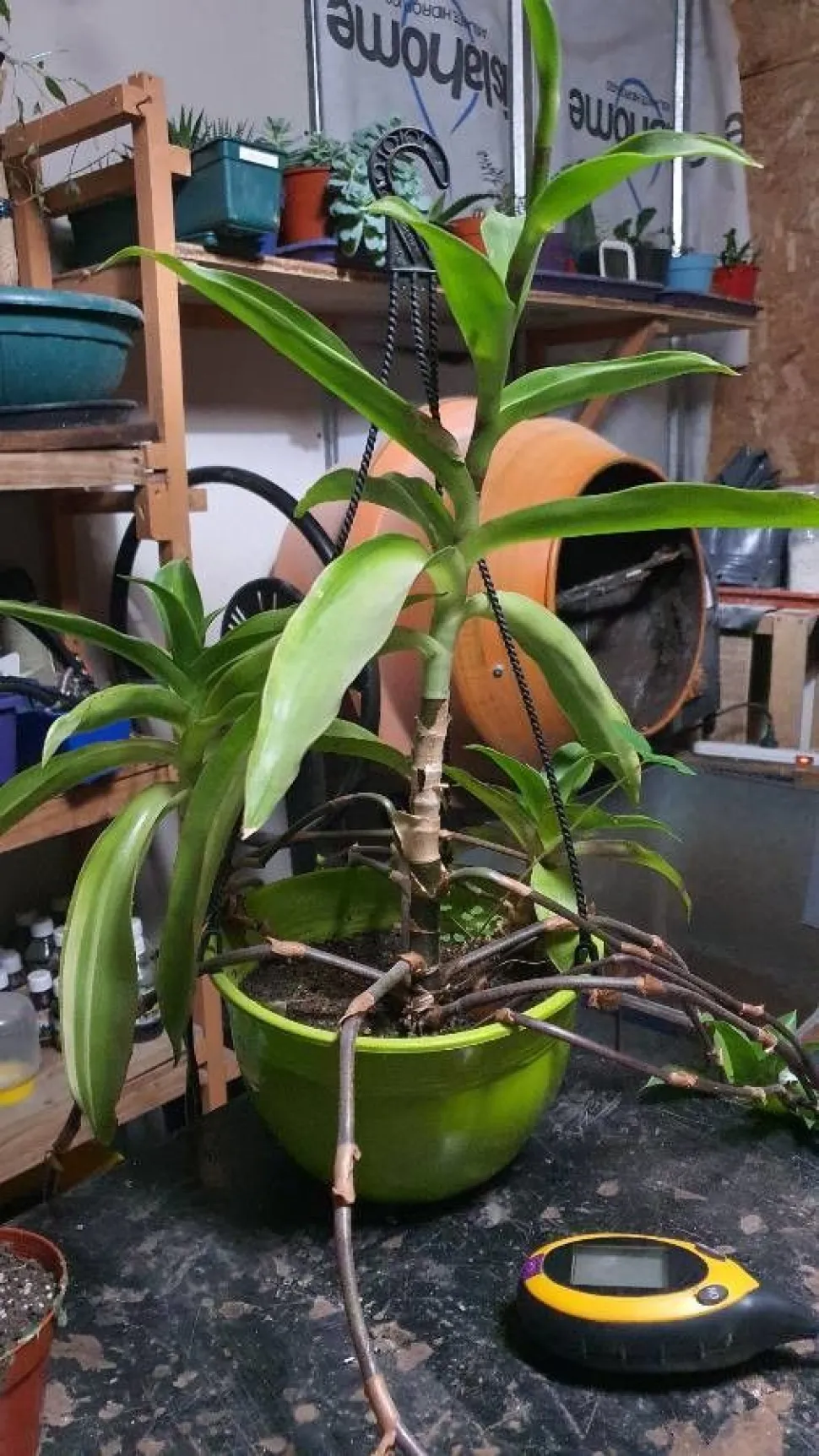 Callisia fragrans i en potte