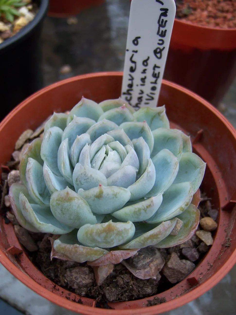 Kultivar af Echeveria shaviana