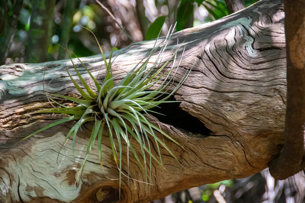 Tillandsia utriculata an einem Baumstamm