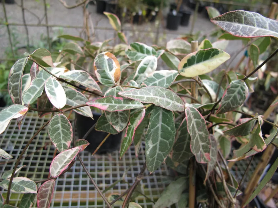 Grønne og hvide blade Trachelospermum variegatum