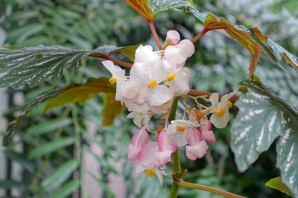 Fleurs blanche et rose Begonia aconitifolia