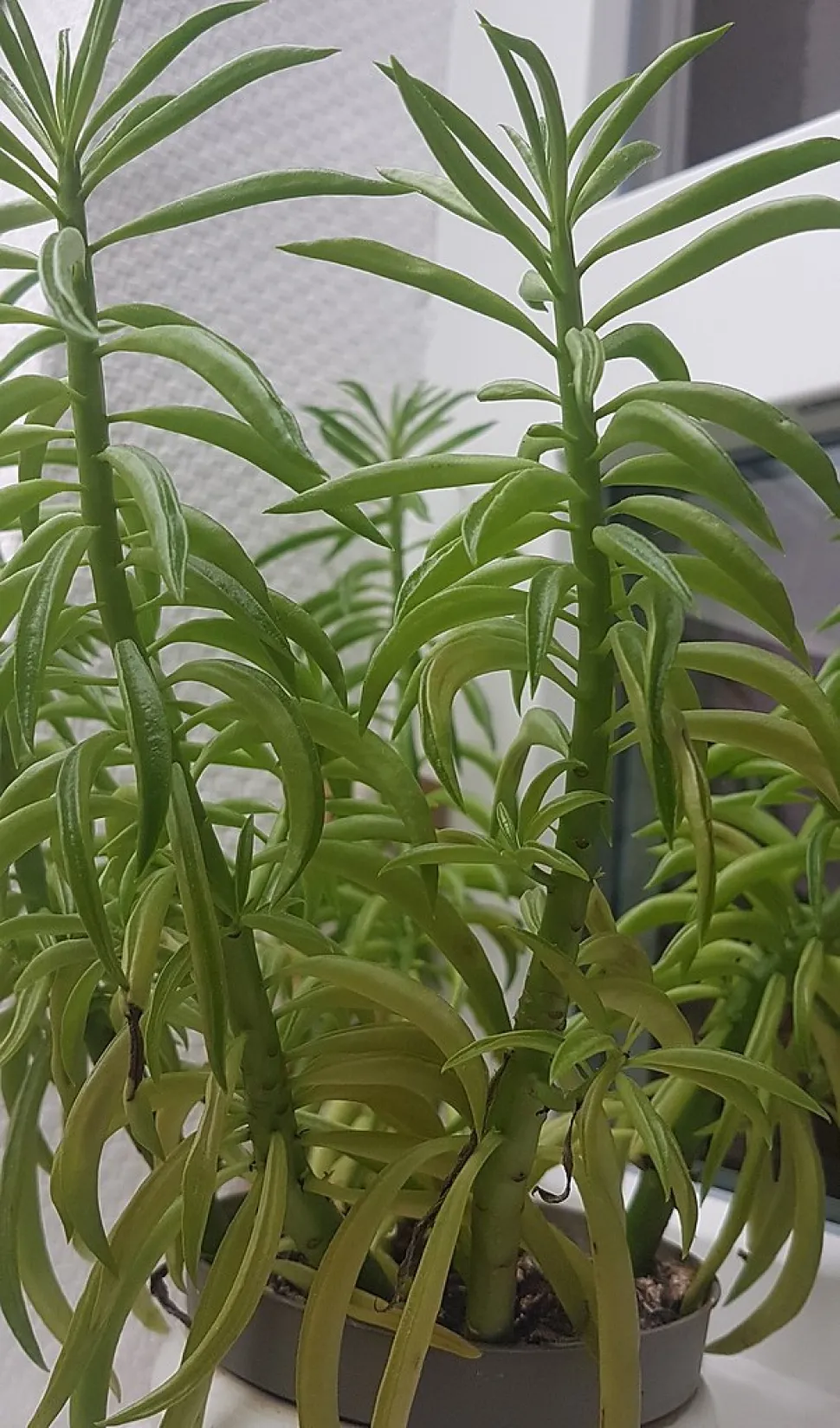 Peperomia ferreyrae im Topf