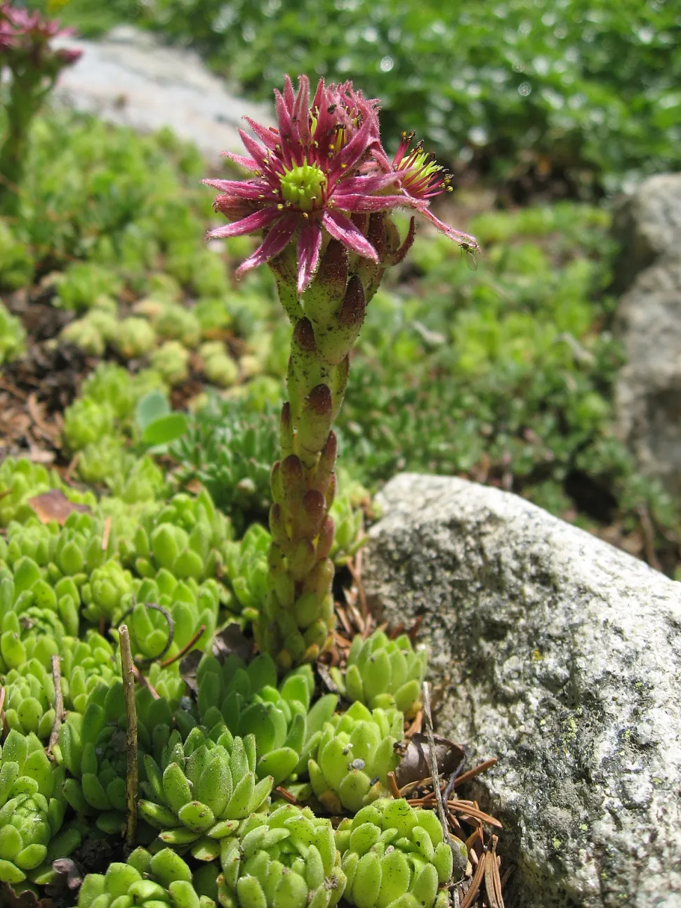 Sempervivum montanum i blomst