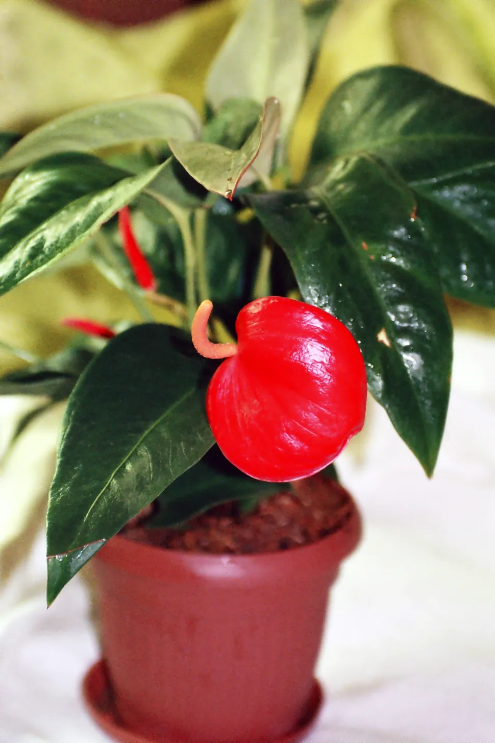 Anthurium scherzerianum in un vaso