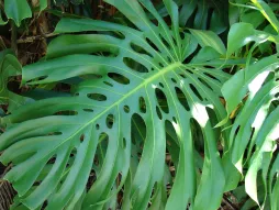 Bladeren van Monstera deliciosa