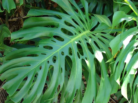 Leaves of Monstera deliciosa