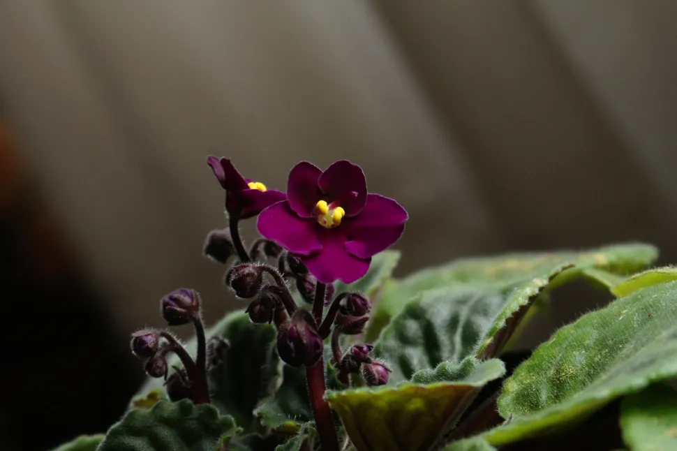 Saintpaulia Purpurrote Blüten
